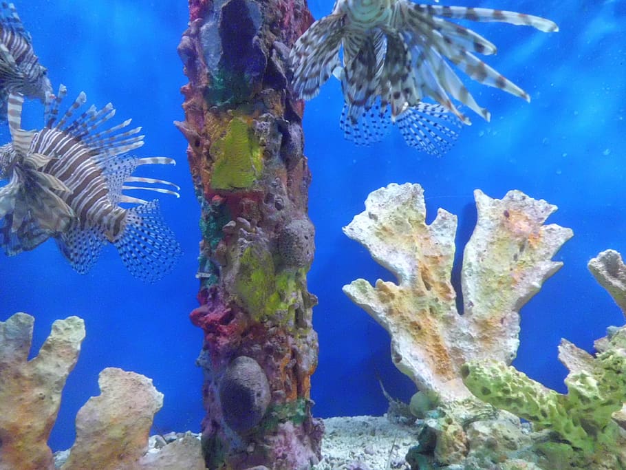 fishes poisonous, aquarium, underwater, sea, animals in the wild HD wallpaper