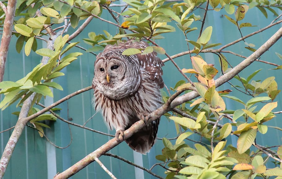 Owl, Spring, Plumage, Forest, forests, eagle owl, night, animal HD wallpaper