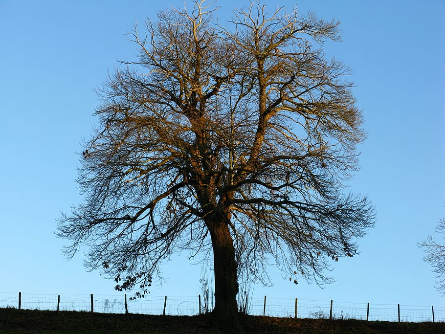 tree, chestnut, winter, no foliage, nature, sky, outdoors, blue HD wallpaper