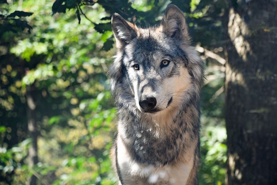 depth of field photography of black and tan wolf, predator HD wallpaper