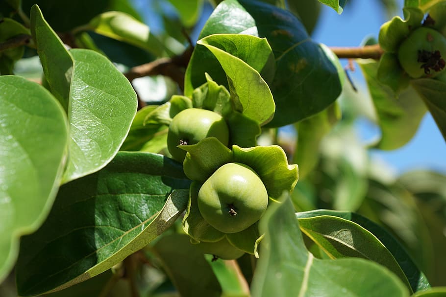 Apple, Tree, Fruit, Garden, green, leaf, green color, agriculture HD wallpaper