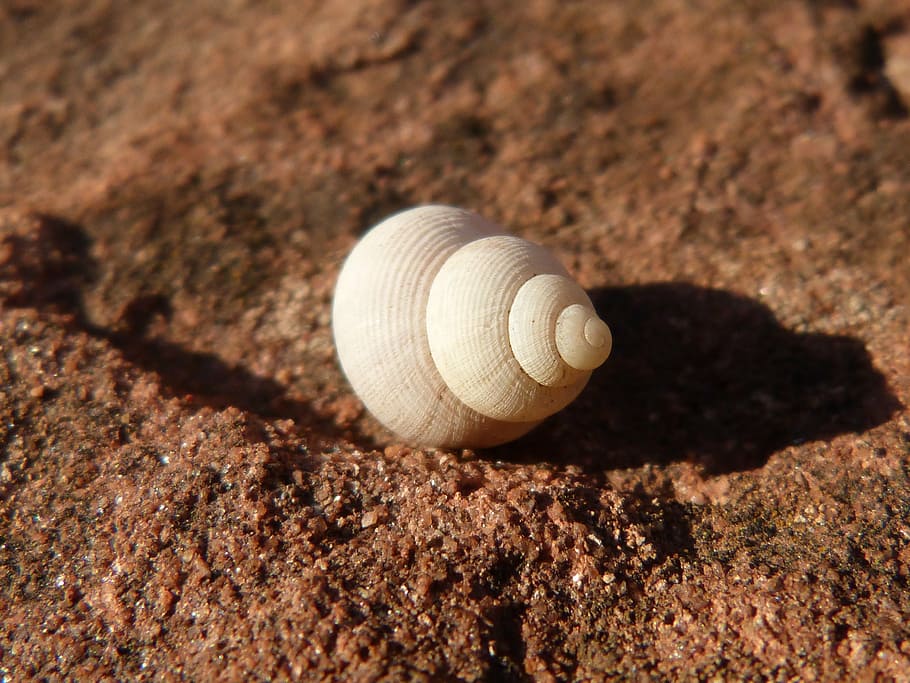 conch, texture, detail, shadow, animal wildlife, shell, animal shell HD wallpaper