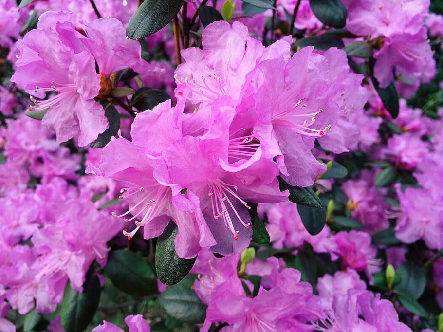 Spring, Bloom, Flower, Blooming, blossoming, color, pink, pink color HD wallpaper