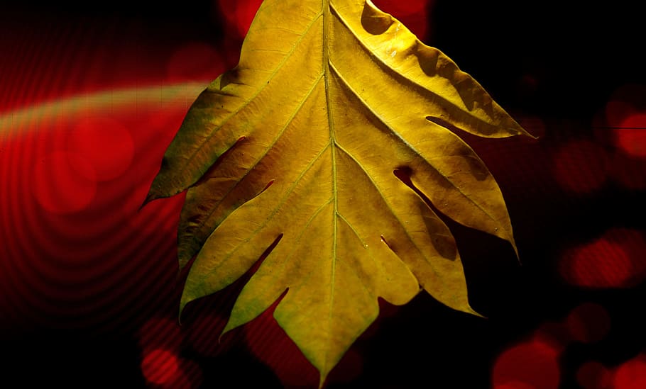 large leaf, yellow leaves, background, plant part, close-up HD wallpaper