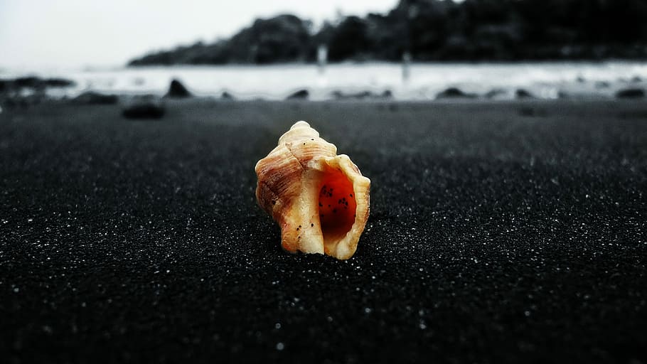 brown conch shell on gray sand closeup photo, selective color photography of shell HD wallpaper