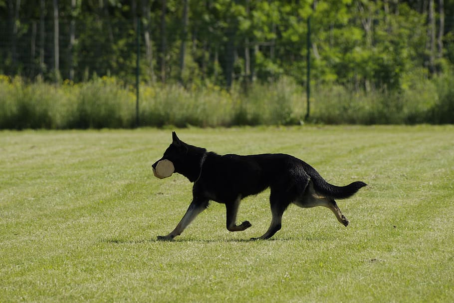 dog, german shepherd, retrieving, competition, pets, animal HD wallpaper