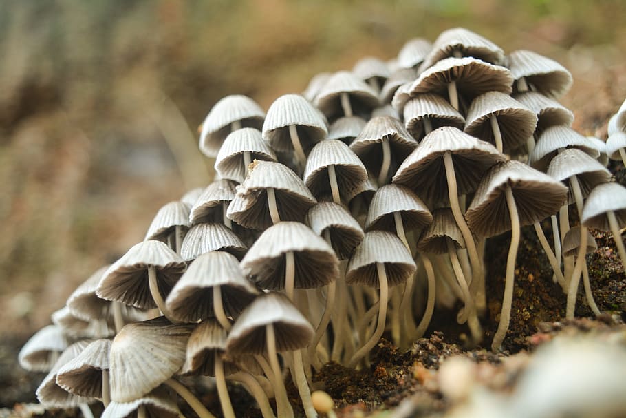 Closeup Photo of White Mushrooms, blur, Boletus, cap, close-up HD wallpaper
