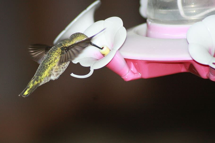 Hummingbird, Feeding, Hovering, ruby-throated, feeder, one animal HD wallpaper