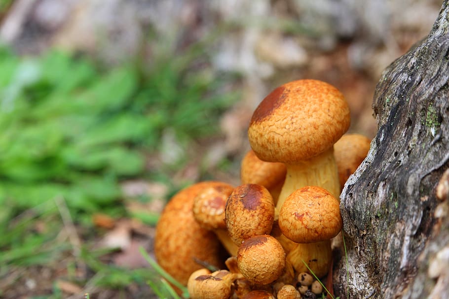 mushrooms, toadstools, orange, brown, food, vegetable, food and drink HD wallpaper