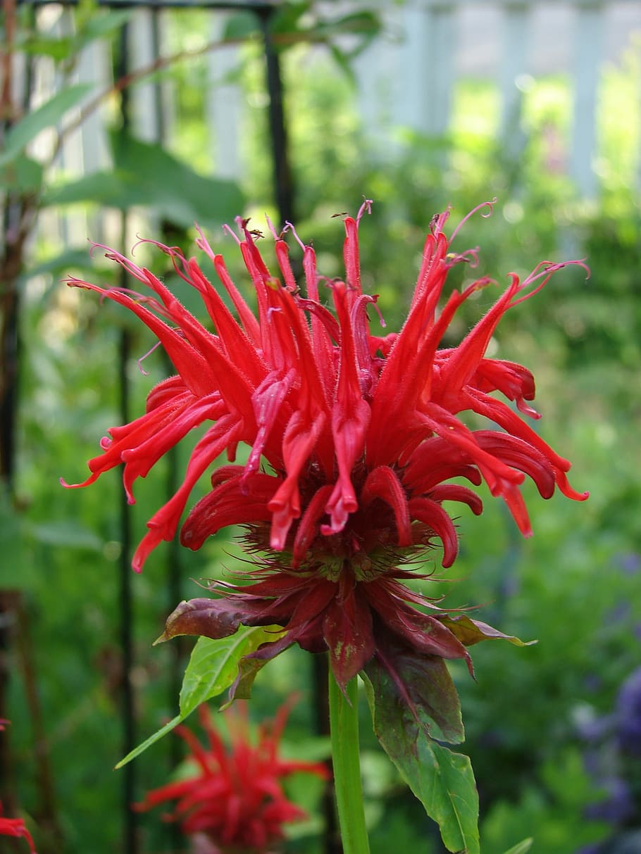 Cline, Monarda, Balm, Flower, jacob, red, bloom, nature, plant HD wallpaper