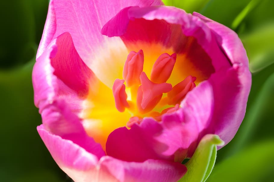 tulip, spring, macro, stamp, stamens, nature, flower, schnittblume HD wallpaper