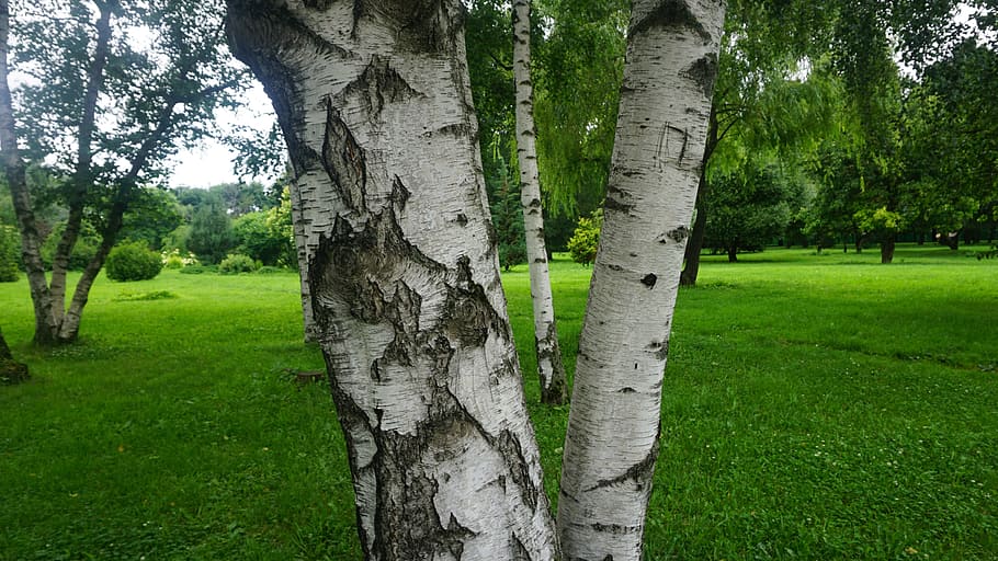 tree, grass, nature, landscape, green, summer, plant, spring HD wallpaper