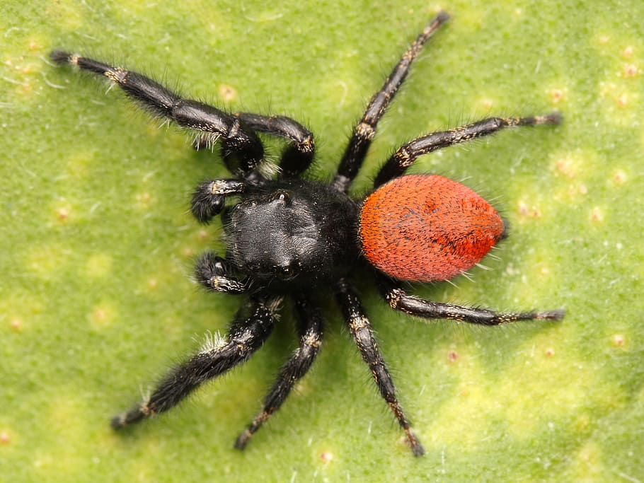 jumping, spider, macro, close, hairy, web spider, close-up HD wallpaper