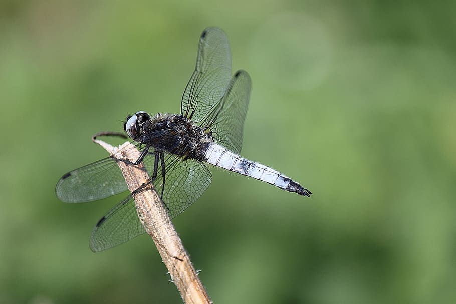 Dragonfly, Insect, Macro, Flower, Nature, color, summer, animal themes HD wallpaper