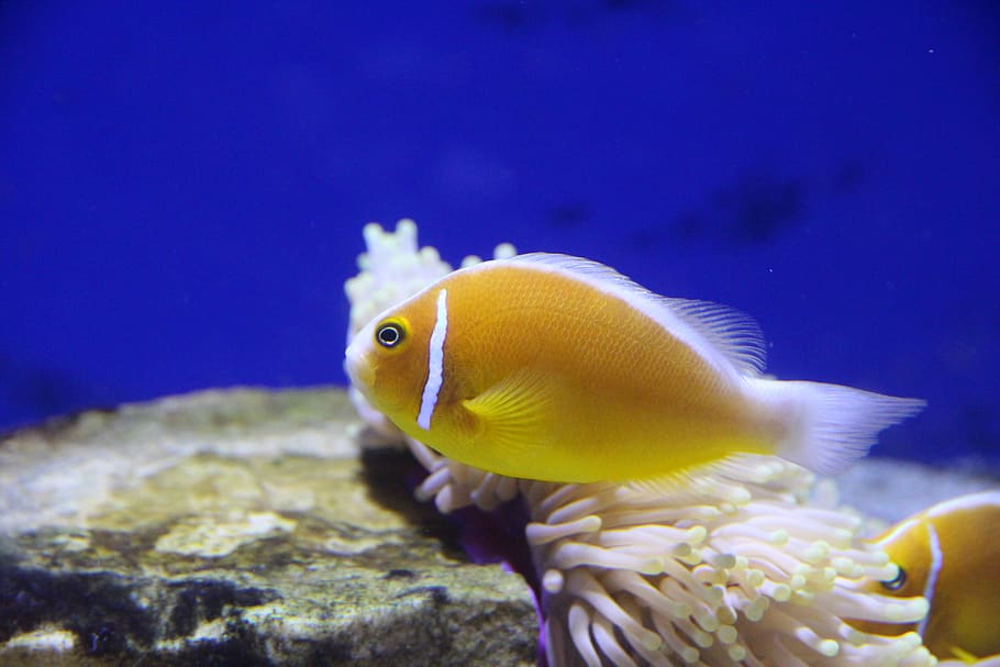 amfiprion, clown fish, pink clown, aquarium, undersea world, HD wallpaper