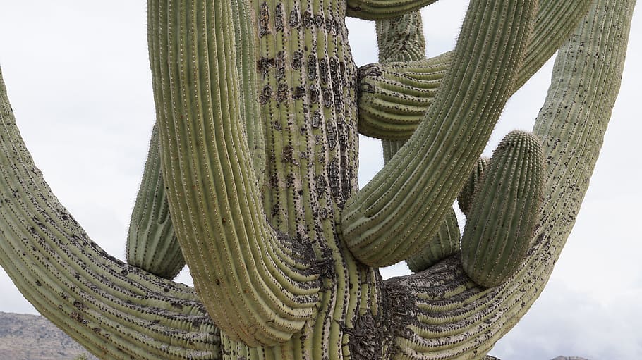 cactus, arizona, tucson, cactus garden, nature, succulent plant, HD wallpaper