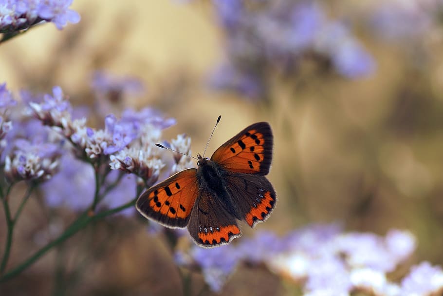 butterfly, argus, bronze, insect, invertebrate, animal wing HD wallpaper