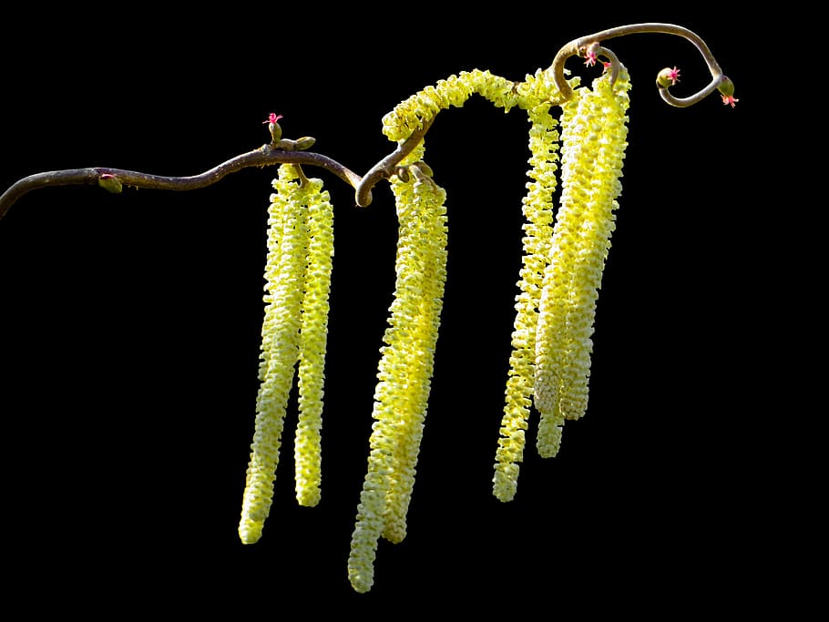 spring, hazel flower, blossom, bloom, frühlingsanfang, nature HD wallpaper