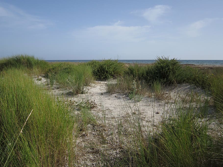 dune, sand, beach, summer, wind, sun, grass, sea, sand dune HD wallpaper