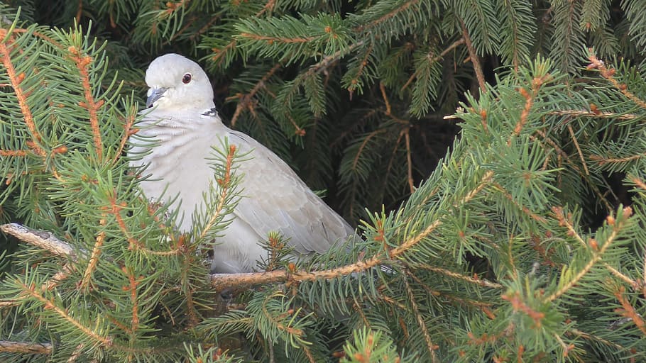winter, tree, pine, nature, needle, animal themes, bird, plant HD wallpaper