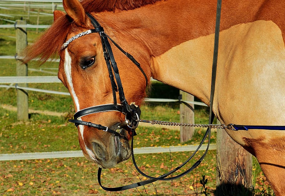 horse, brown, coupling, meadow, gentle, brown horse, animal HD wallpaper