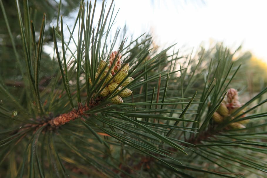 pine, cocoon, tree, needle leaf, nature, plant, growth, green color HD wallpaper