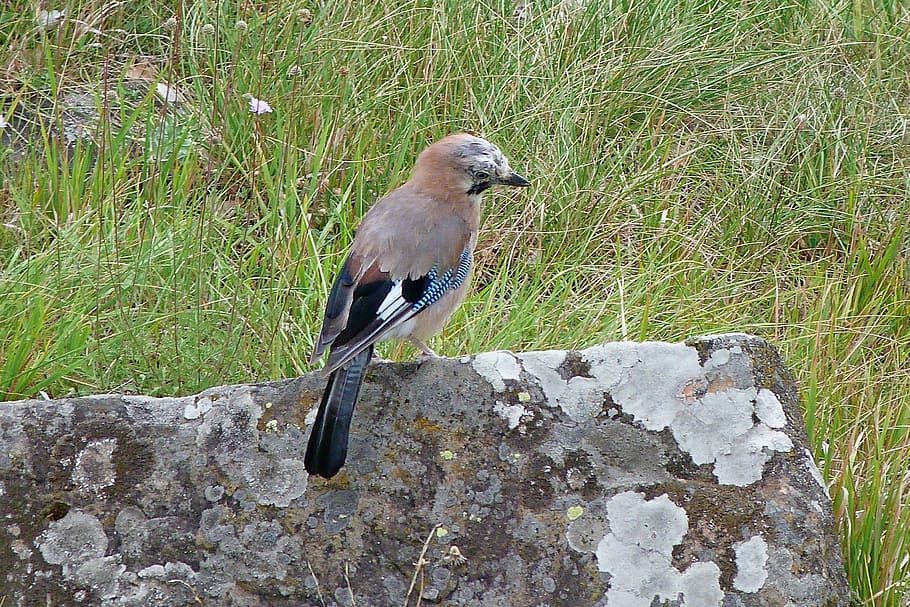 jay, animals, bird, nature, rest, animal themes, animals in the wild HD wallpaper