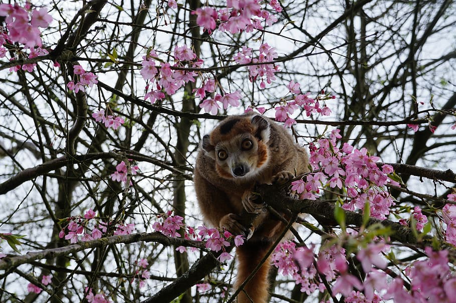 monkey, tree, zoo, animals, nature, animal park, wild, brittany HD wallpaper