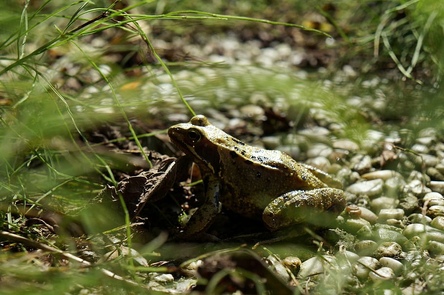 frog, garden, plants, animal wildlife, animal themes, selective focus HD wallpaper