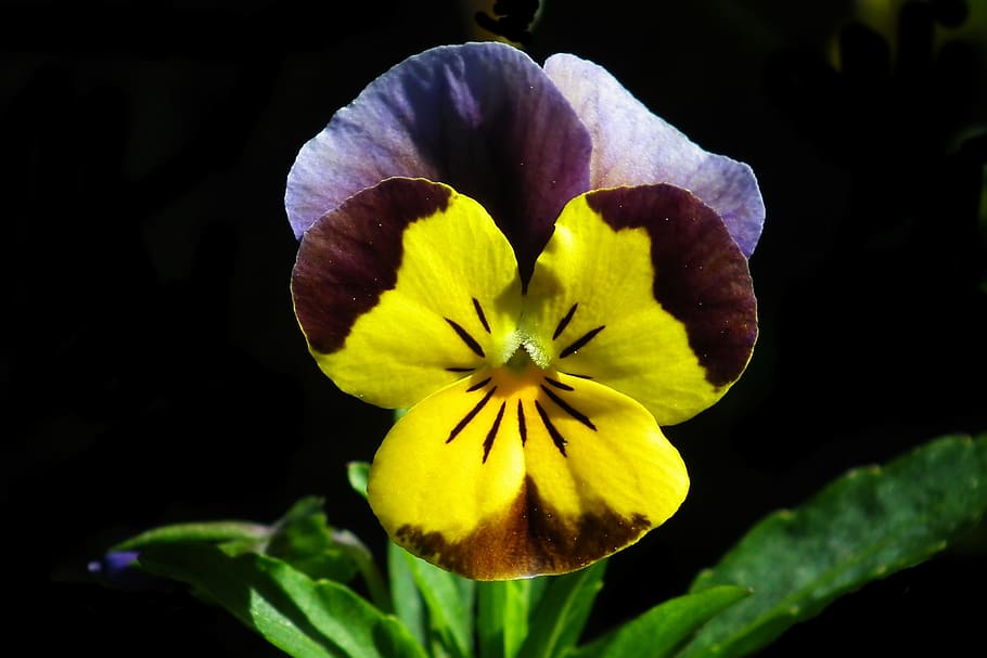 flower, pansy, colored, nature, plant, leaf, summer, garden HD wallpaper