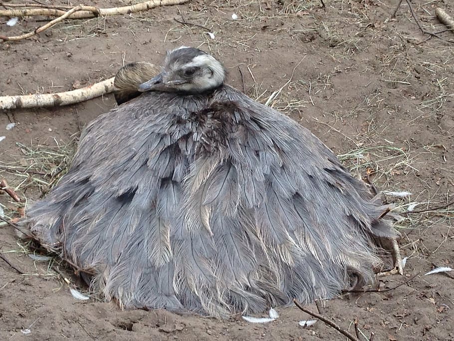 rhea bird, flightless bird, large, hen, breed, nest, animal themes HD wallpaper