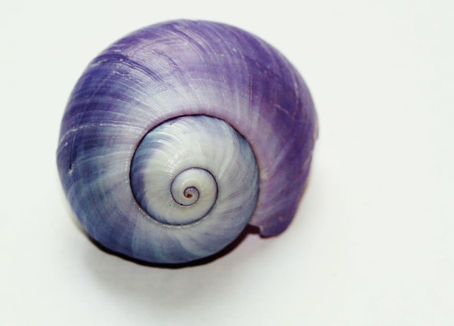grey and black seashell, snail, close, snail shell, nature HD wallpaper
