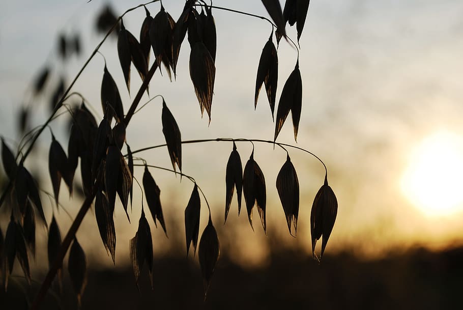Oats, Sun, West, the sun, close-up, no people, outdoors, nature HD wallpaper