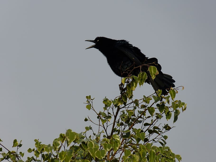 bird, tree, black, silhouette, evening, songbird, bill, costa rica HD wallpaper