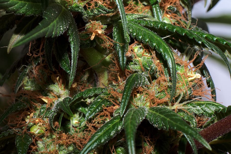 Plant, Hemp, Blossom, Bloom, Cannabis, uruguay, green color, HD wallpaper