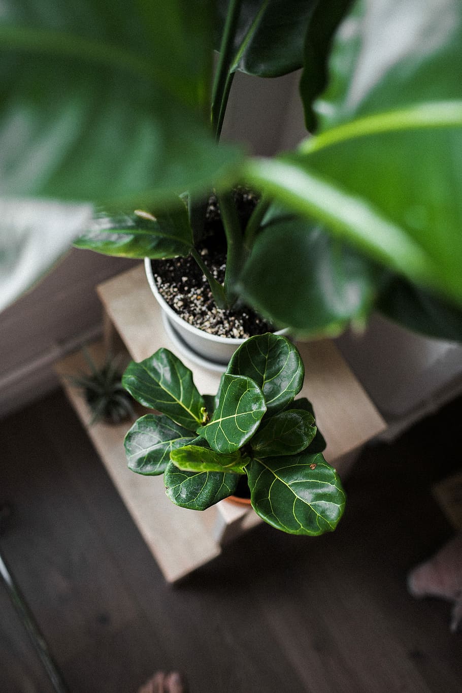 selective focus photography of green leafed plants, green leaf plants on white pot inside room HD wallpaper