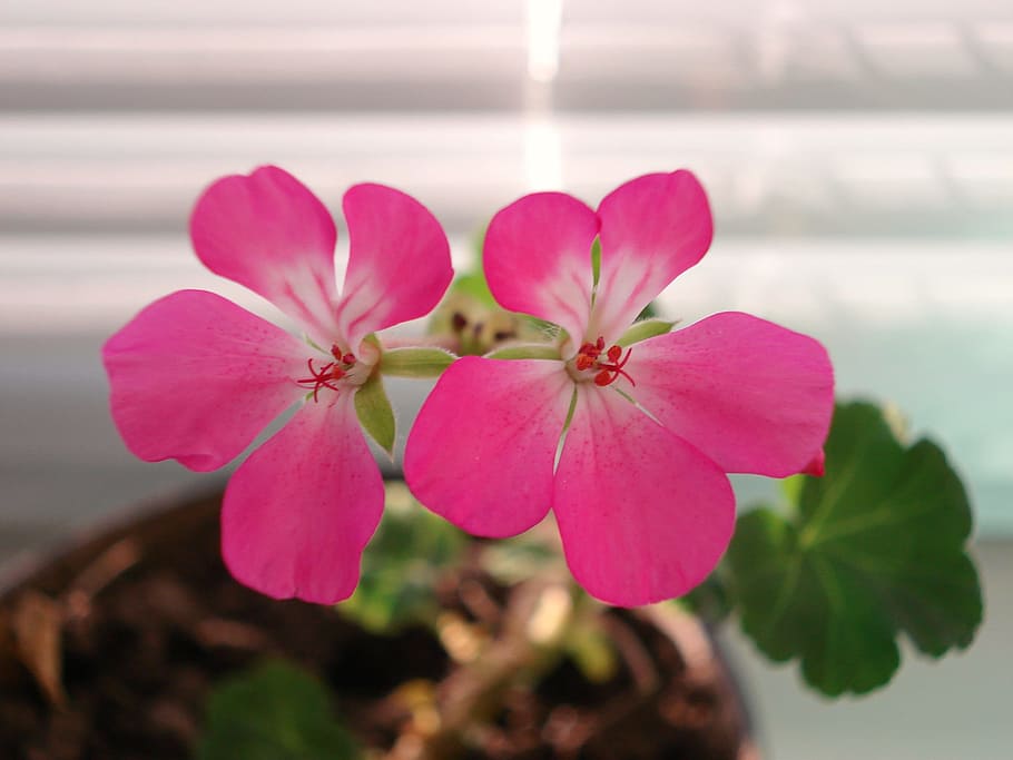 geranium, flower, pelargonium, bloom, closeup, plant, freshness HD wallpaper
