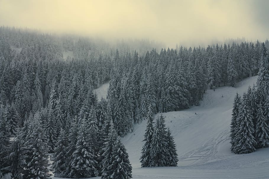snow hill with trees, pine tree on mountain covered with snow HD wallpaper