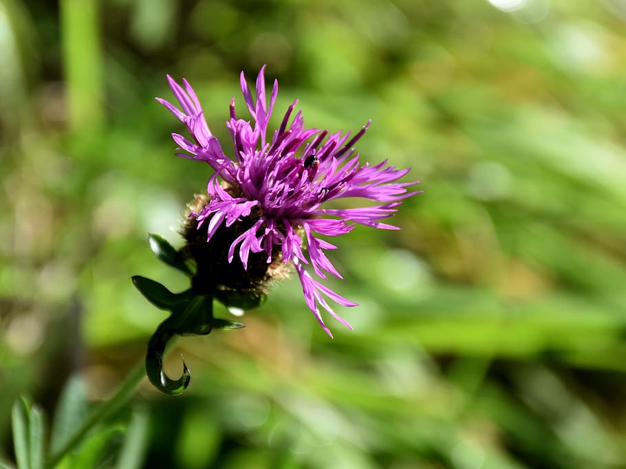 blossom, bloom, beetle, nature, flower, insect, close, wild plants HD wallpaper