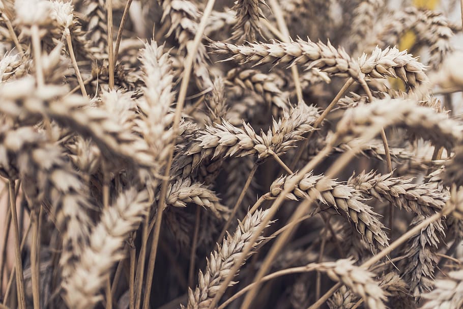 selective focus photography of brown leafed plant, grass, wheat HD wallpaper