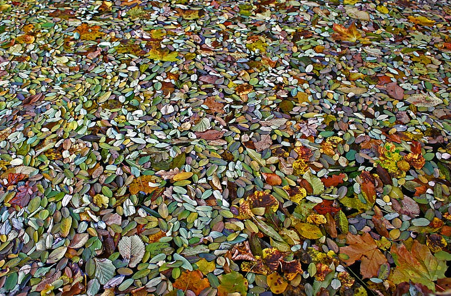 Foliage, Level, Jesen, leaf, autumn, full frame, large group of objects HD wallpaper
