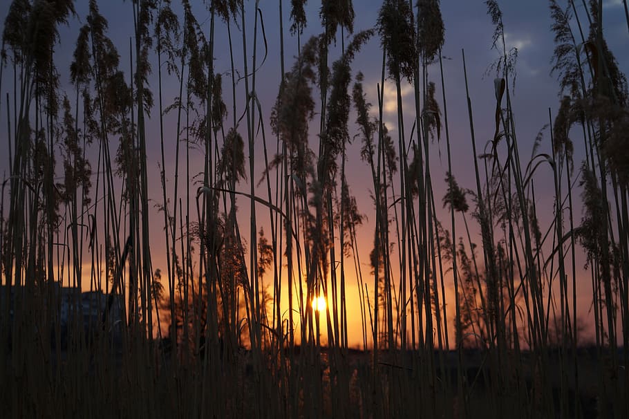 reed, sun, spring, beauty in nature, sunset, tranquility, plant HD wallpaper