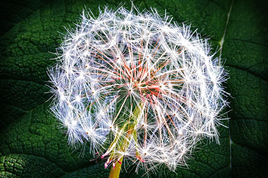 Weed, Dandelion, Nature, Summer, Flower, seed, stem, spring HD wallpaper