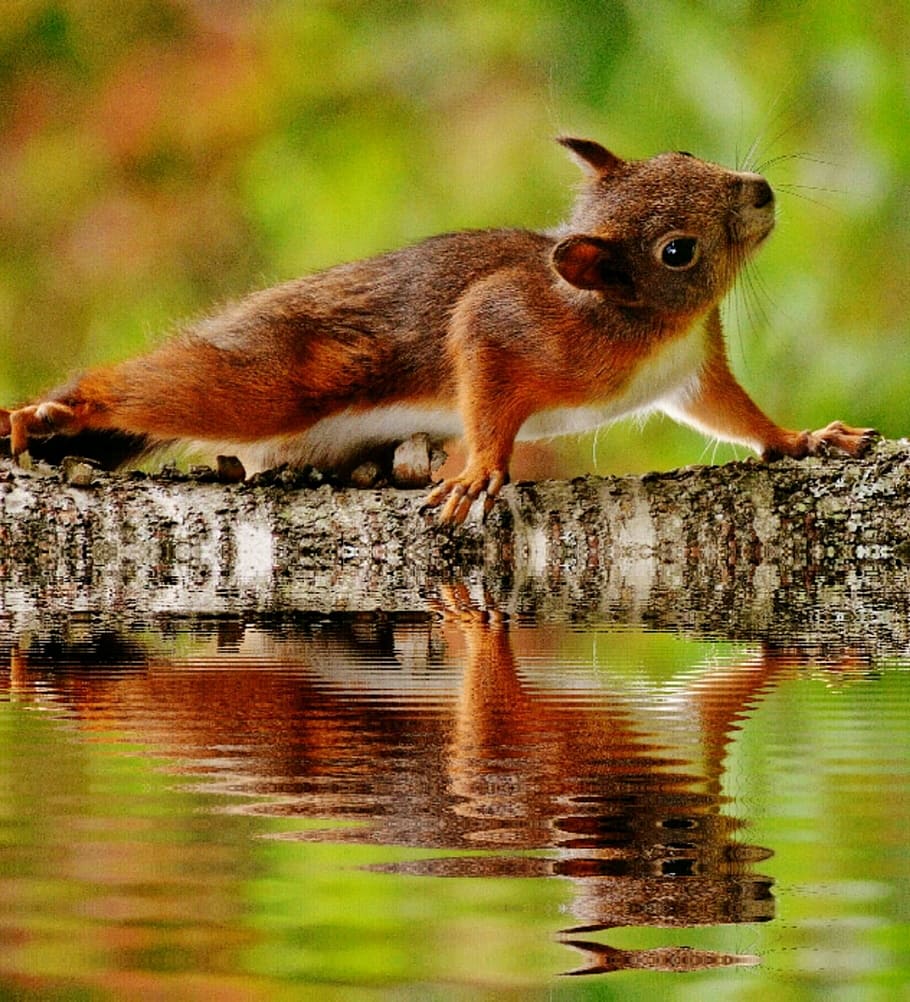 selective focus photography of red squirrel on tree, water HD wallpaper
