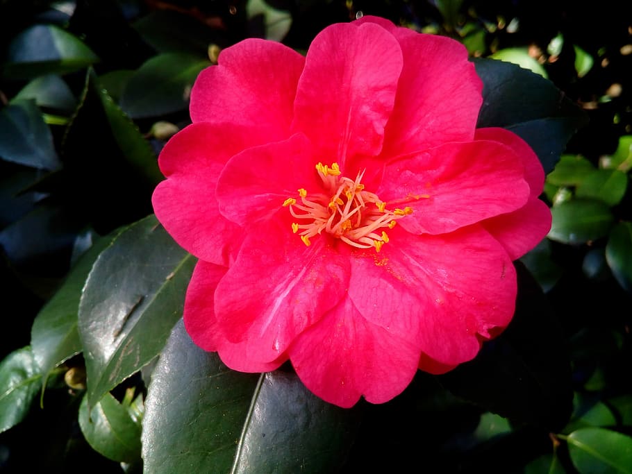 Camellia Japonica, Shrub, ornamental, flower, flower garden