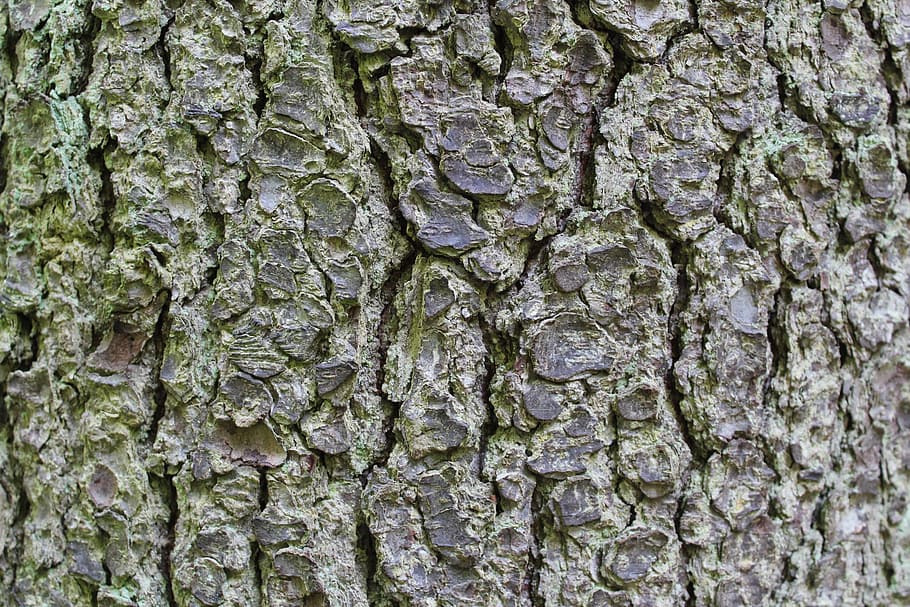 bark, tree, forest, tribe, brown, cracked, backgrounds, textured HD wallpaper
