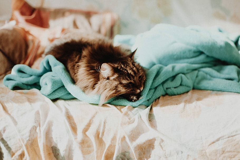 cat sleeping on teal comforter, brown kitten lying on teal textile HD wallpaper