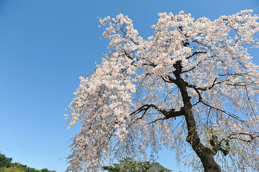 cherry blossom, spring, sky, blue sky, forbidden city, tree HD wallpaper