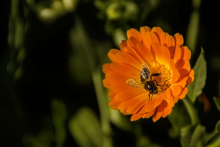picture of bee on orange flower, spring, macro, nature, pollen HD wallpaper