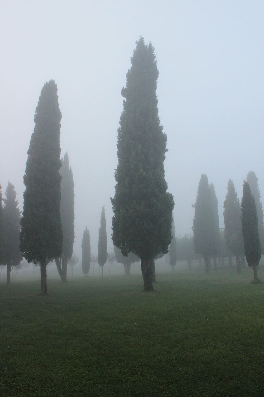 cypress, background, fog, plant, tree, grass, sky, land, nature HD wallpaper